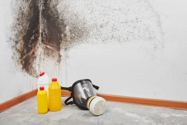 Best Mold Inspection  in Rockwell, AR