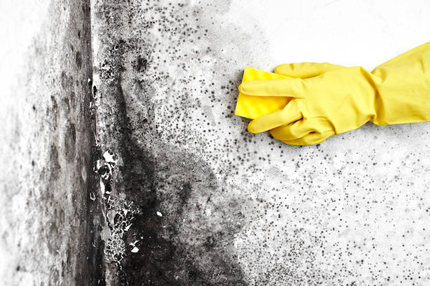 Best Local Mold Removal Service  in Rockwell, AR