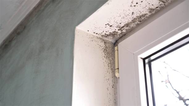 Best Attic Mold Removal  in Rockwell, AR