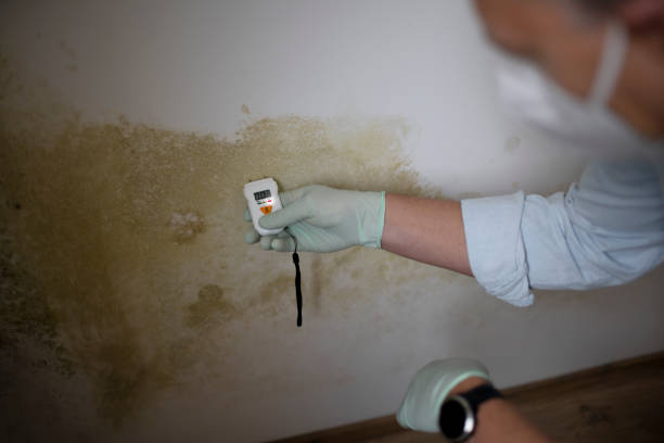 Best Mold Removal and Inspection  in Rockwell, AR