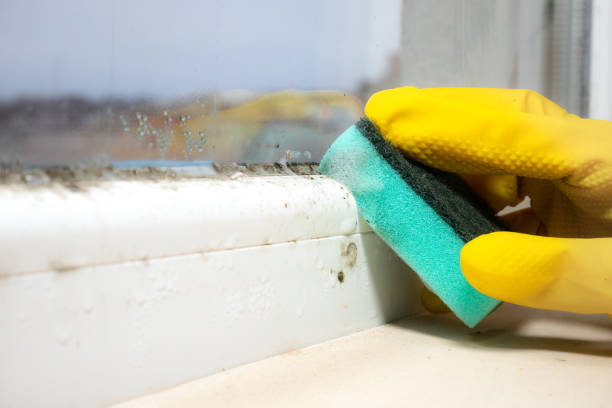 Best Commercial Mold Removal  in Rockwell, AR