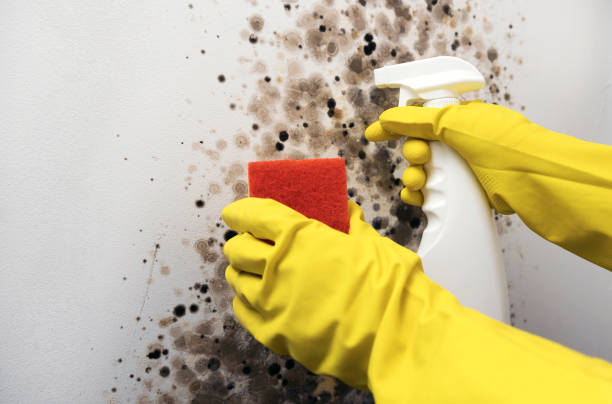 Best Toxic Mold Removal  in Rockwell, AR