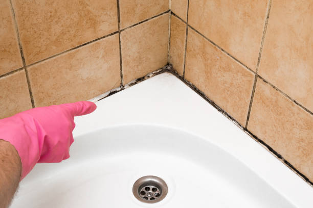 Mold Removal and Inspection in Rockwell, AR