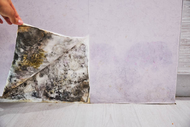 Best Home Mold Removal  in Rockwell, AR